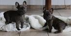 Franse Bulldog pups, Dieren en Toebehoren, België, Overige rassen, CDV (hondenziekte), 8 tot 15 weken