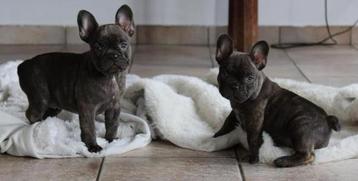 Franse Bulldog pups beschikbaar voor biedingen