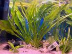 Echinodorus bleheri, Dieren en Toebehoren, Ophalen, Gebruikt, Plant(en), Steen of Hout