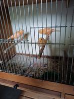 Dieren, Meerdere dieren, Kleurkanarie