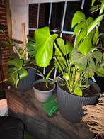 Monstera XL, Enlèvement ou Envoi