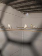 Kanarie wit dominant, Mâle, Canari de couleur