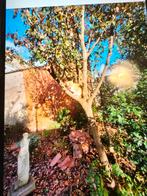 Opvang kleinvee geiten schapen konijnen enz, Dieren en Toebehoren, Schapen, Geiten en Varkens