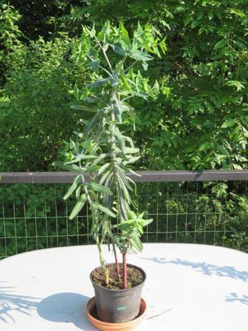Euphorbia - plante anti-taupes