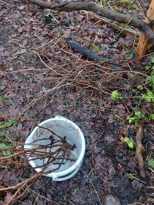 Plantgoed cassisbes, Tuin en Terras, Planten | Struiken en Hagen, Ophalen of Verzenden
