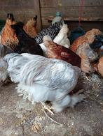 Jong brahma haantje, Dieren en Toebehoren