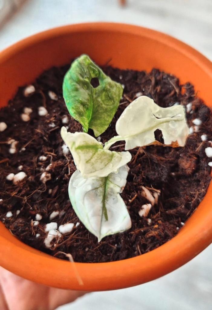 Monstera Adansonii Variegata (Full Moon), Huis en Inrichting, Kamerplanten, Overige soorten, Minder dan 100 cm, Groene kamerplant