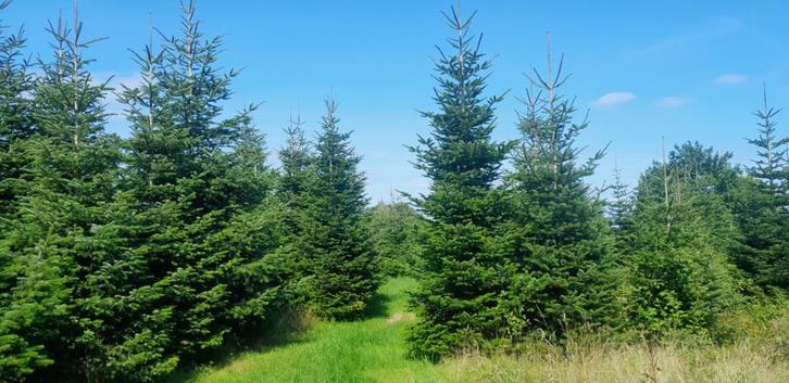 KERSTBOOM, Diversen, Kerst, Nieuw, Ophalen