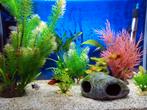 Tropische aquarium mét visjes, Ophalen, Gebruikt, Gevuld zoetwateraquarium