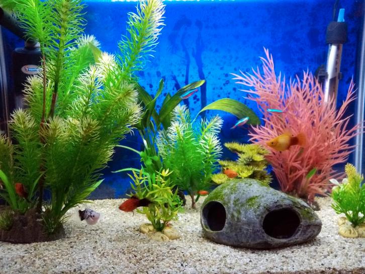 Tropische aquarium mét visjes, Animaux & Accessoires, Poissons | Aquariums & Accessoires, Utilisé, Aquarium d'eau douce rempli