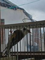 Femelle  chardons.  2024 . Prête  pour  l'accouplement, Immo