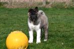 Chiots Akita américains à vendre, 15 semaines à 1 an, Étranger, Hépatite contagieuse (maladie de Rubarth), Autres races