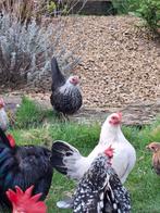 Chabo, Dieren en Toebehoren, Pluimvee