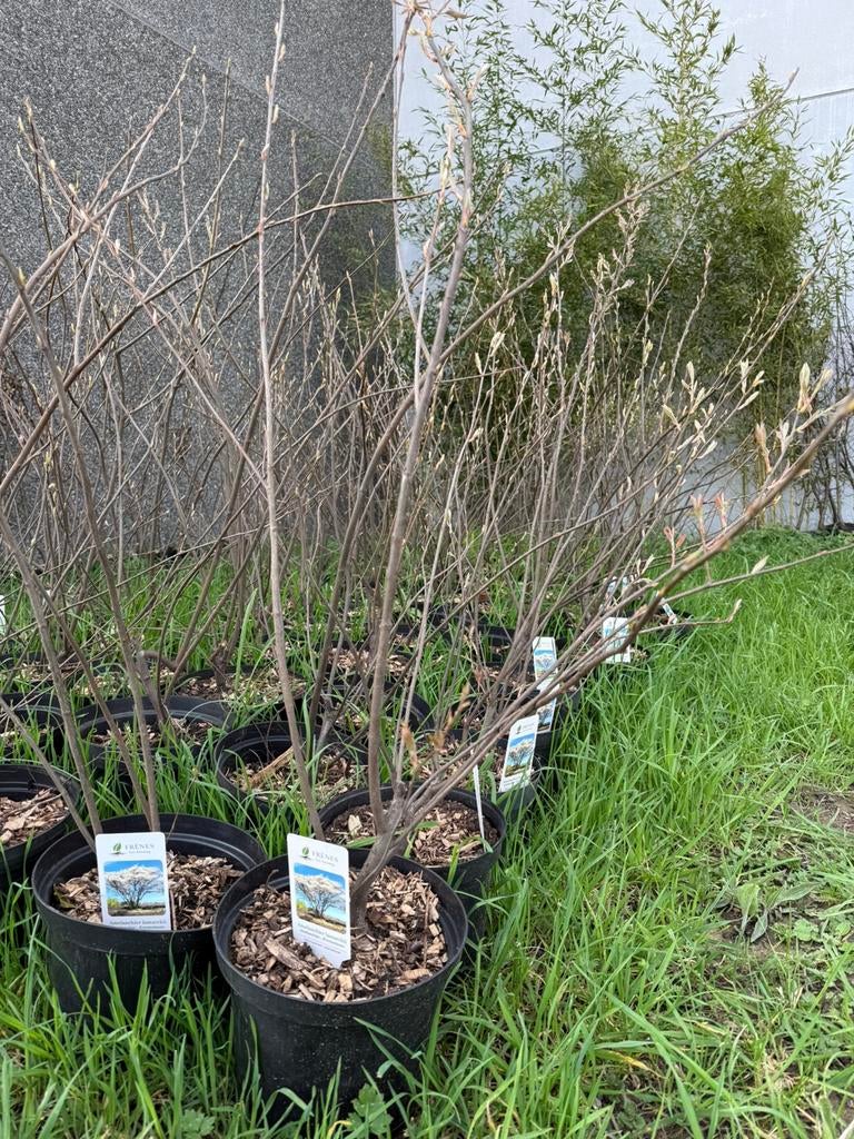 Amelanchier Krentenboom, Ophalen