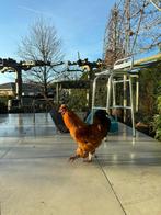 Gratis haan, Dieren en Toebehoren