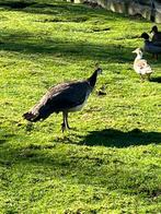 Jonge blauwe pauwen, Dieren en Toebehoren, Pluimvee, Mannelijk
