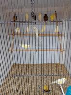 Kanaries mooien groote gezonde kanaries tt kwaliteit, Dieren en Toebehoren