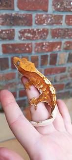 1.0 Fel Rode Tricolor wimpergekko man, Dieren en Toebehoren, Hagedis, Tam, 0 tot 2 jaar