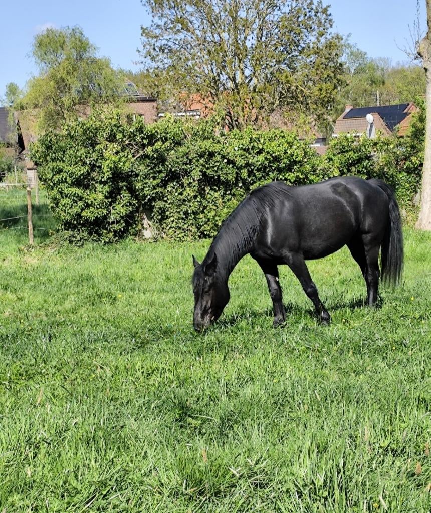 Jument Merens, Animaux & Accessoires, Chevaux, Jument, L