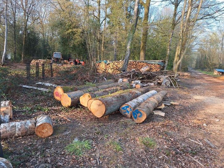 Lot boomstammen voor zaaghout, Doe-het-zelf en Bouw, Hout en Planken, Nieuw, Overige typen, Overige houtsoorten, 300 cm of meer