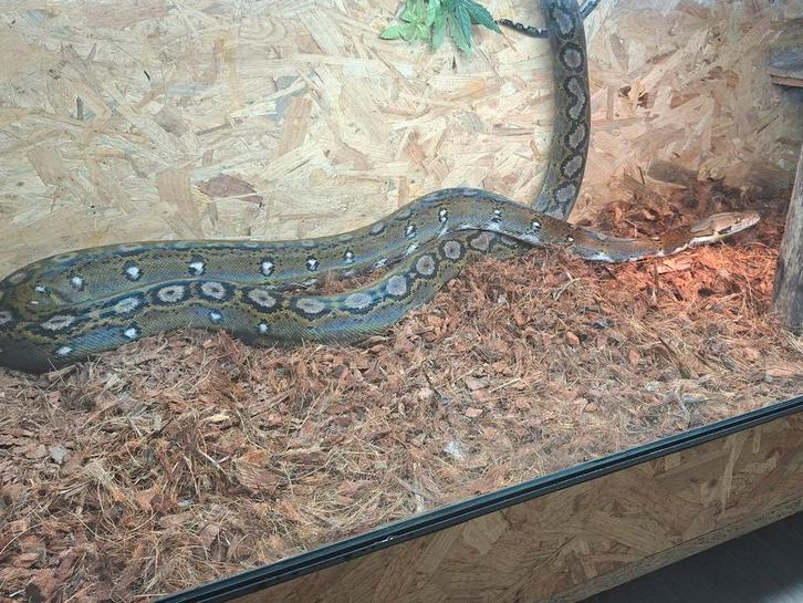 Superdwarf retic vrouw koop of ruil eventuweel met terrarium, Animaux & Accessoires, Reptiles & Amphibiens, Avec terrarium