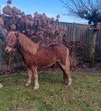 Merrie van 110cm stokmaat, Jument