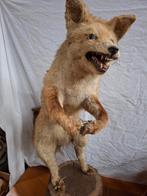 Taxidermie vos, Enlèvement