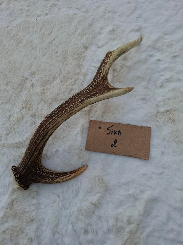 Sika hert gewei, Collections, Collections Animaux, Enlèvement ou Envoi, Cerf