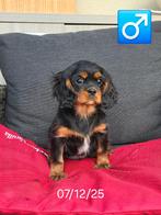 magnifiques chiots Cavalier King Charles, Animaux & Accessoires, Chien (mâle), Hépatite contagieuse (maladie de Rubarth), Belgique