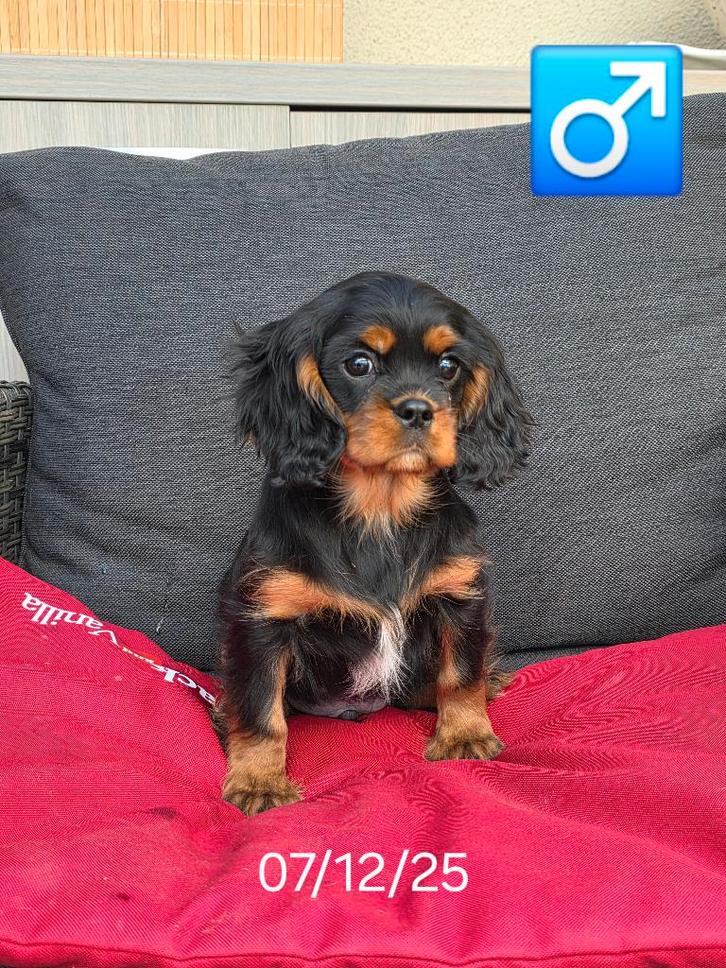 mooie cavalier king charles pups, Dieren en Toebehoren, Honden | Retrievers, Spaniëls en Waterhonden, Reu, Spaniël, Fokker | Professioneel