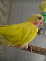 Princesse de Galles jaune, Animaux & Accessoires, Femelle