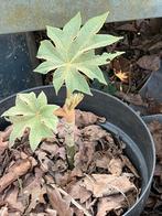 Papierplant / rijstpapierplant (Tetrapanax), Ophalen