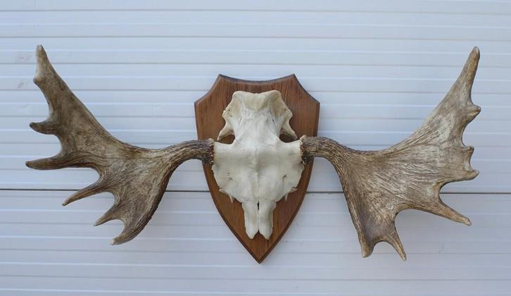 Groot Zweeds ELAND GEWEI op houten schild - ref. Q, Verzamelen, Dierenverzamelingen, Gebruikt, Gewei of Kop, Hert, Ophalen