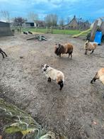 Kameroen schaapjes, Dieren en Toebehoren