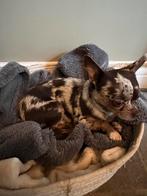 Chiuahua dekreu ter beschikking, Animaux & Accessoires