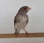 te koop gevraagd edel zangers, Dieren en Toebehoren, Vogels | Overige Vogels, Meerdere dieren, Tropenvogel