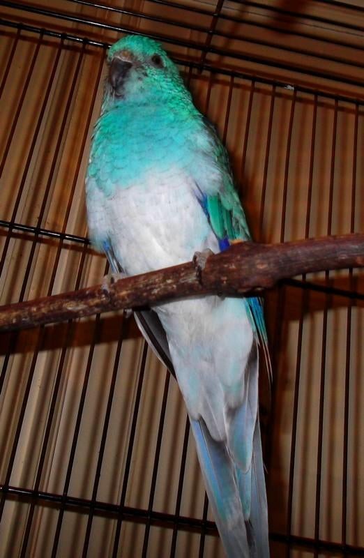 Recherche croupion femelle, Animaux & Accessoires, Oiseaux | Perruches & Perroquets, Femelle