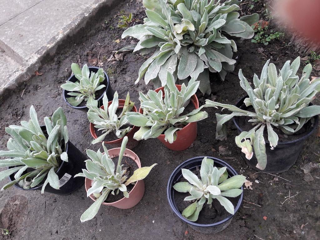 prikneus vaste plant, Ophalen, Lente, Vaste plant