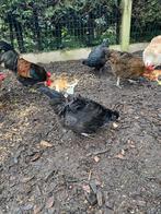 Kruising kip/zijdehoen af te halen, Dieren en Toebehoren, Kip