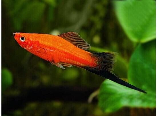 Kweekgroep zwaarddragers