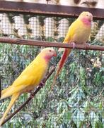 PRINSES OF WALES LUTINO  RUILEN, Dieren en Toebehoren, Vogels | Parkieten en Papegaaien, Parkiet, Geringd