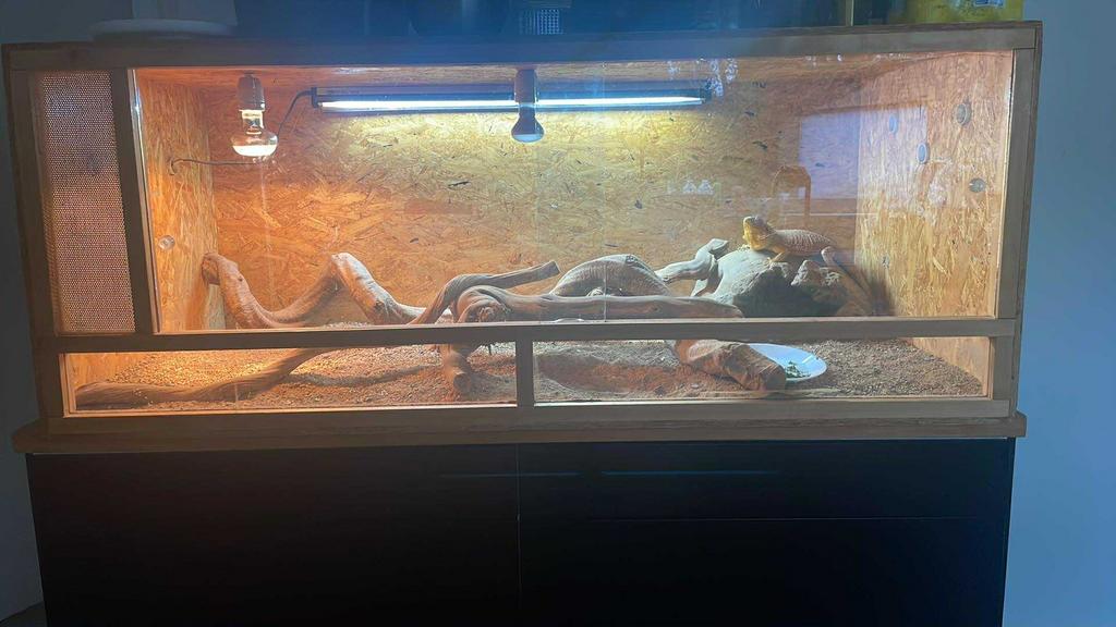 Terrarium met lampen & decoratie, Dieren en Toebehoren, Ophalen, Zo goed als nieuw, Terrarium of Paludarium