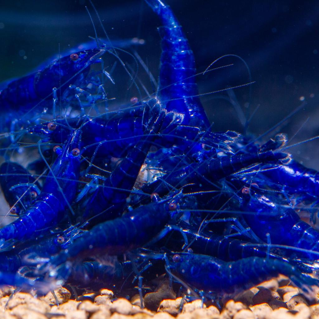 Blue Sapphire Garnaal Neocaridina, Dieren en Toebehoren, Vissen | Aquariumvissen