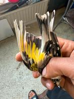 Chardonneret, Enlèvement ou Envoi