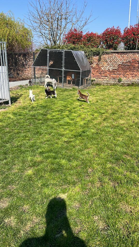 Chiot husky Sibérien, Animaux & Accessoires, Volatiles | Accessoires, Comme neuf, Enlèvement