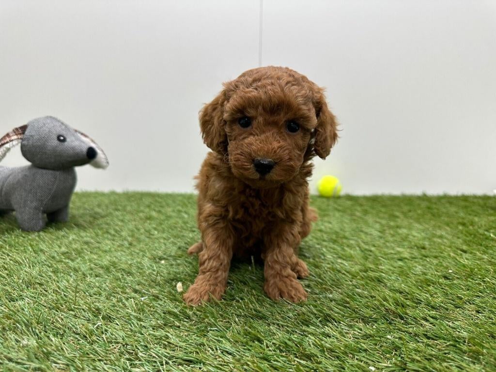 Portée de chiots Caniches nains, Caniche, Plusieurs, Hépatite contagieuse (maladie de Rubarth), Belgique