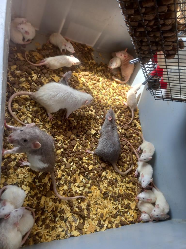 Grote bak zelfbouw met alle ratten, Dieren en Toebehoren, Rat, Februari, Meerdere dieren, Tam