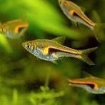 Hobbyaquarium Rasbora hengeli / Kegelvlek Hengeli, Vis, Zoetwatervis, Schoolvis