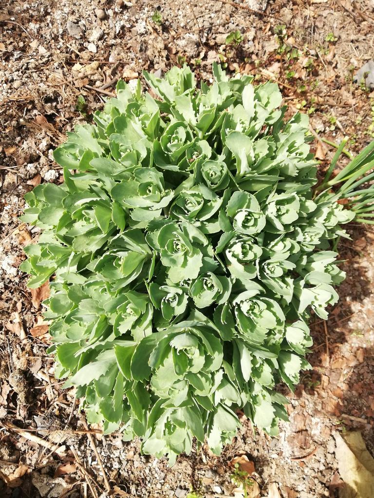 Echange ou vend motte de sédum rose, Enlèvement, Été, Plante fixe, Plein soleil