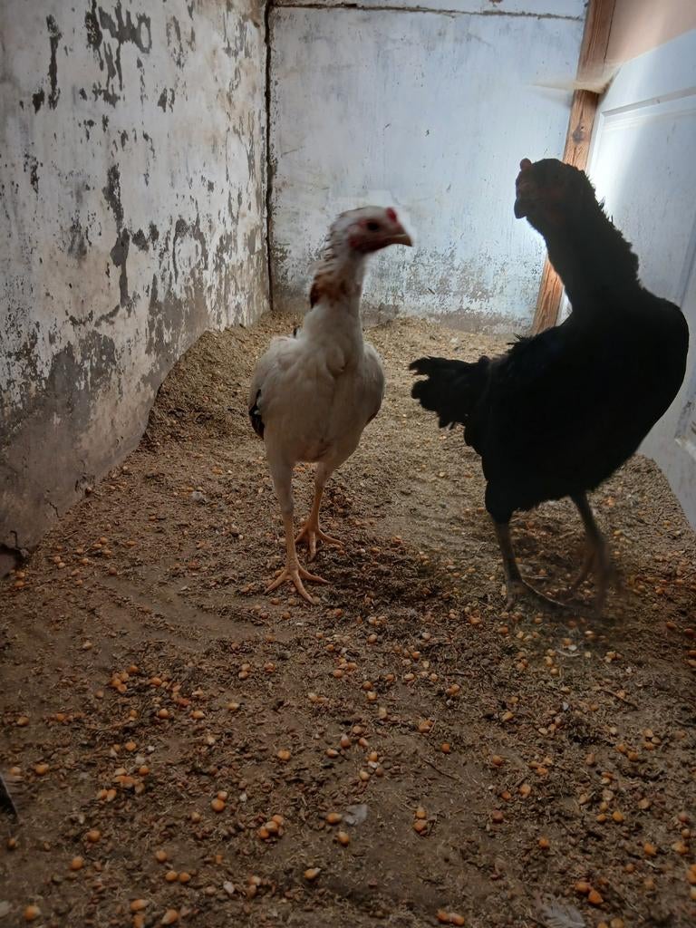 Un soupçon de blé